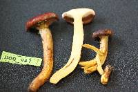 Suillus glandulosus image