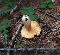 Lactarius porninsis image