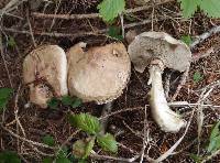 Suillus viscidus image