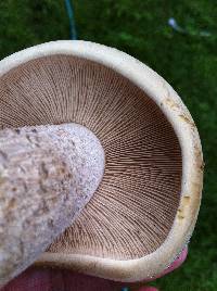 Macrocybe titans image