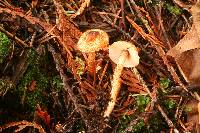 Lepiota castanea image