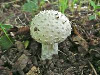 Amanita solitaria image