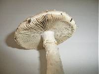 Amanita solitaria image