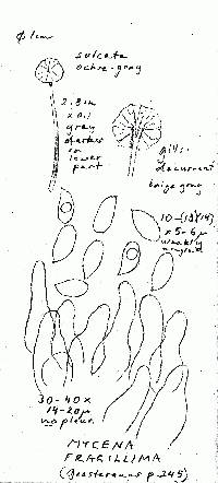 Mycena fragillima image