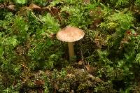 Inocybe calida image