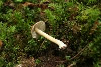 Inocybe calida image