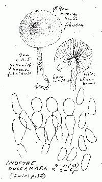 Inocybe dulcamara image