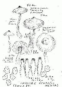 Inocybe acuta image