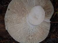 Russula heterophylla image