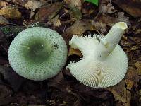 Russula parvovirescens image