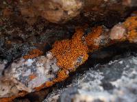 Xanthoria elegans image