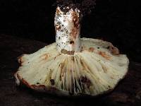 Russula dissimulans image