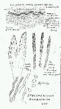 Steccherinum ochraceum image