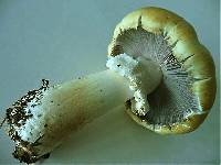 Stropharia rugosoannulata f. lutea image