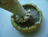 Stropharia rugosoannulata f. lutea image