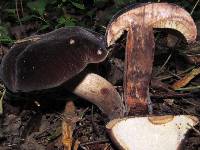 Tylopilus alboater image