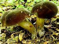 Tylopilus alboater image