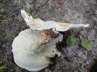 Bondarzewia berkeleyi image