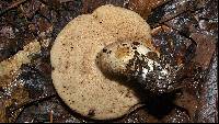 Gyroporus ballouii image