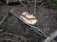 Fomitopsis ochracea image