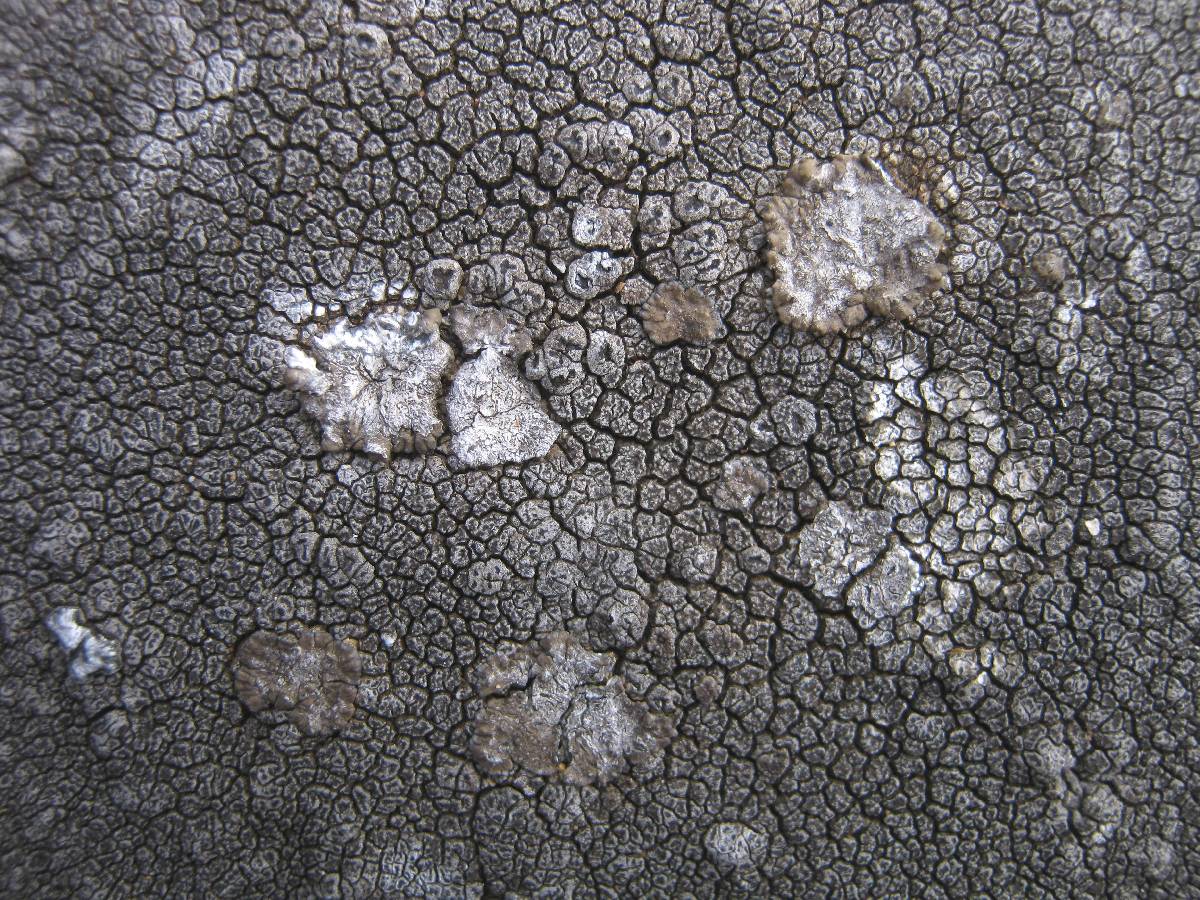 Lobothallia praeradiosa image