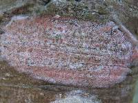Arthonia cinnabarina image