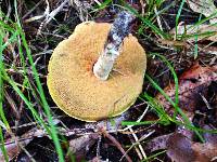 Boletus luridiformis image