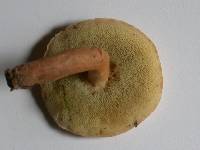 Gyroporus castaneus image