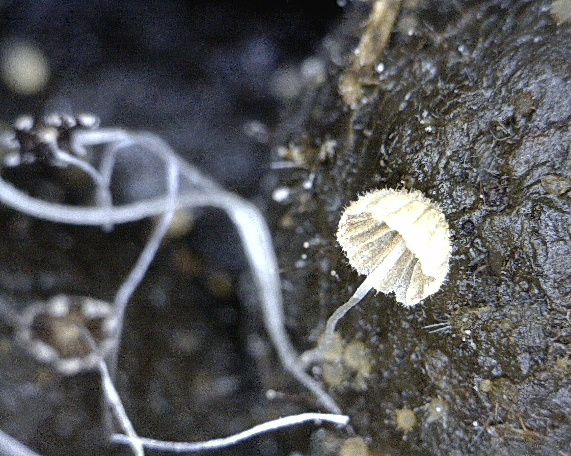 Coprinellus heptemerus image