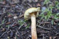 Pholiota alnicola var. alnicola image