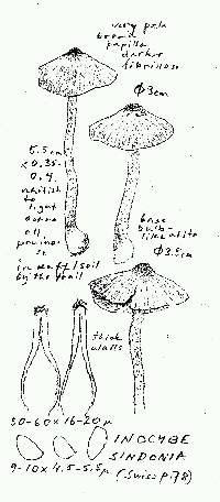 Inocybe sindonia image