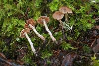 Cortinarius casimiri image