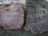 Hymenochaete rubiginosa image