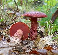 Boletus frostii image