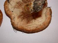 Lactarius psammicola image