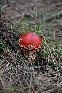 Amanita muscaria var. flavivolvata image