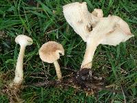 Clitocybe gibba image