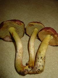 Boletus subglabripes image