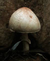 Lepiota haemorrhagica image