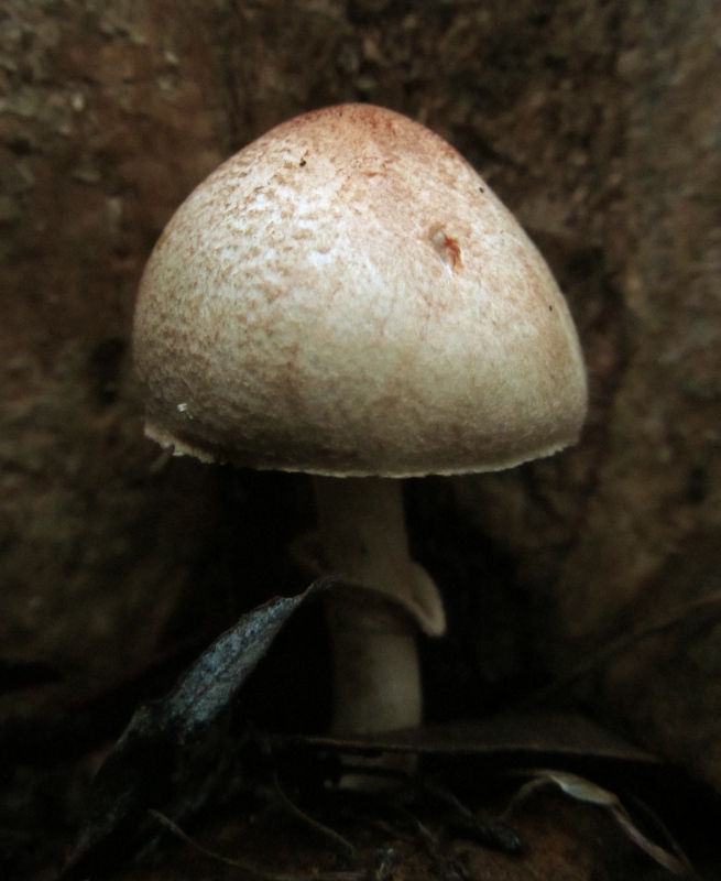 Lepiota haemorrhagica image