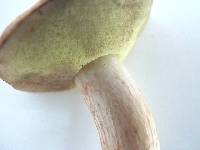 Boletus pallidus image