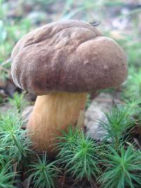 Boletus vermiculosoides image