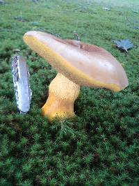 Boletus auripes image