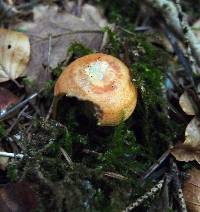 Lactarius deterrimus image