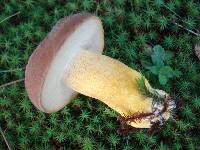 Boletus auripes image