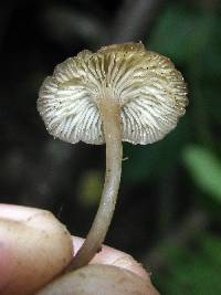 Mycena vulgaris image