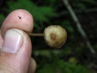 Mycena vulgaris image