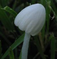 Conocybe romagnesii image