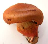 Cortinarius purpureus image