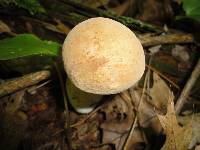 Boletus pallidus image